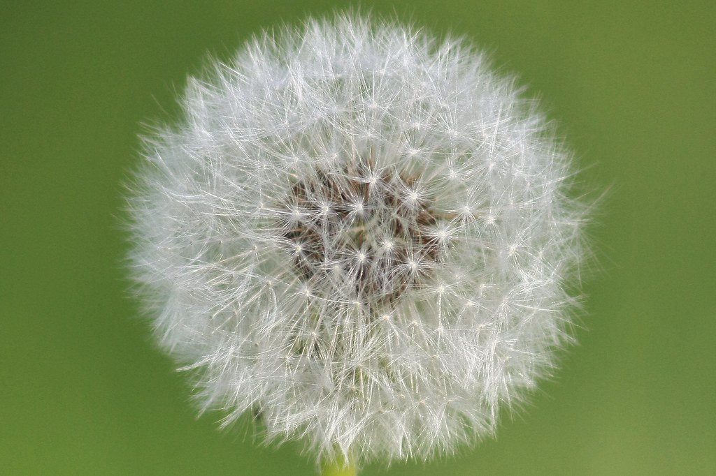 Fiore tarassaco, soffione